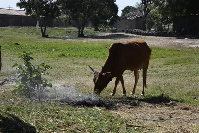 DSC_2736 (Large).JPG